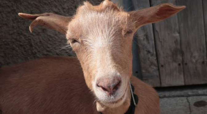 Goats as school fees